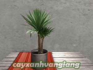 cay-dai-loc-1-300x225 Hướng dẫn cách trồng và chăm sóc cây đại lộc tại nhà