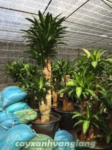 cay-phat-tai-1-225x300 Bỏ túi cách trồng và chăm sóc cây phát tài tại nhà