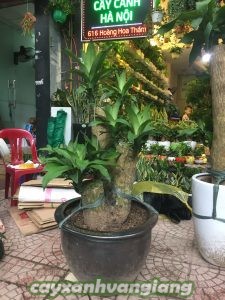 cay-phat-tai-1-225x300 Bỏ túi cách trồng và chăm sóc cây phát tài tại nhà